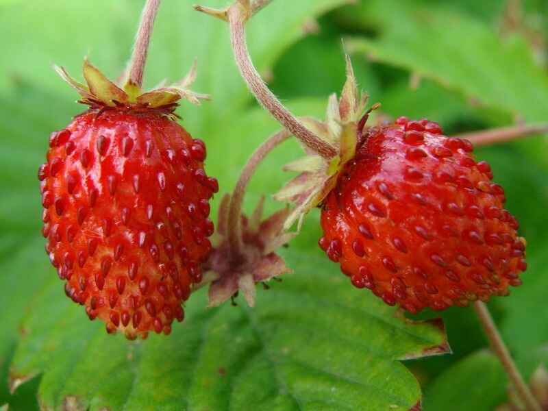 Vahşi çilek (Fragaria)