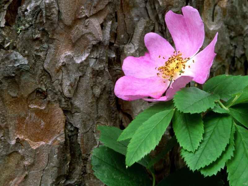 Yaban gülü (Rosa canina)