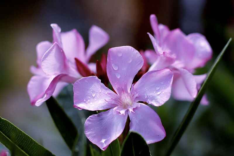 Zakkum (Nerium oleander)