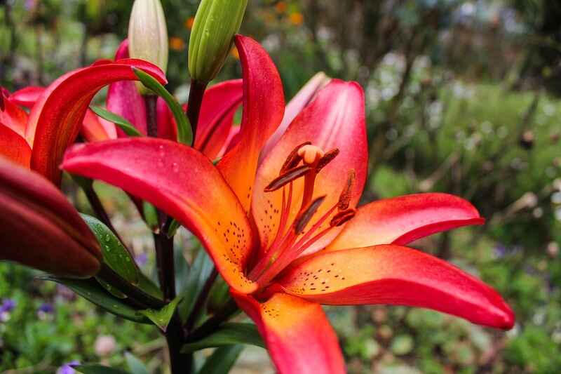 Zambak (Lilium)