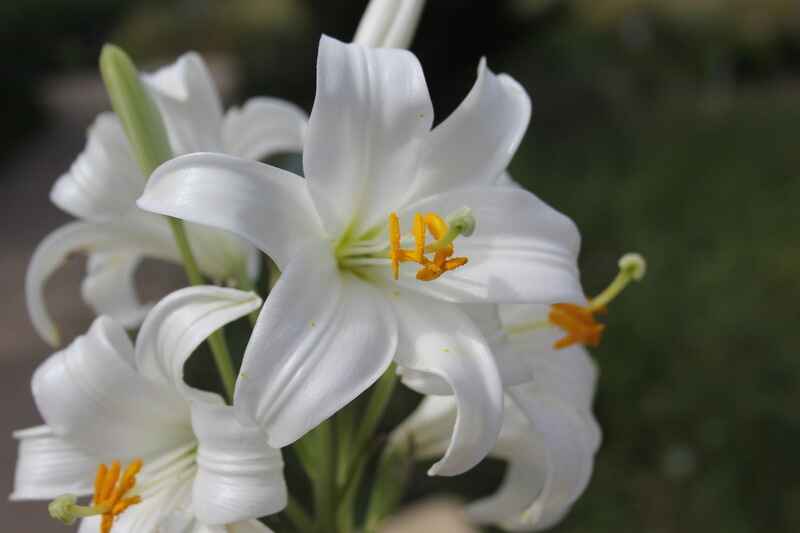 Zambak (Lilium)