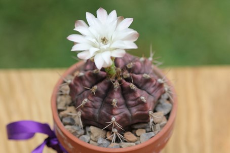 Gymnocalycium mihanovichii (Kanlı Kaktüs)