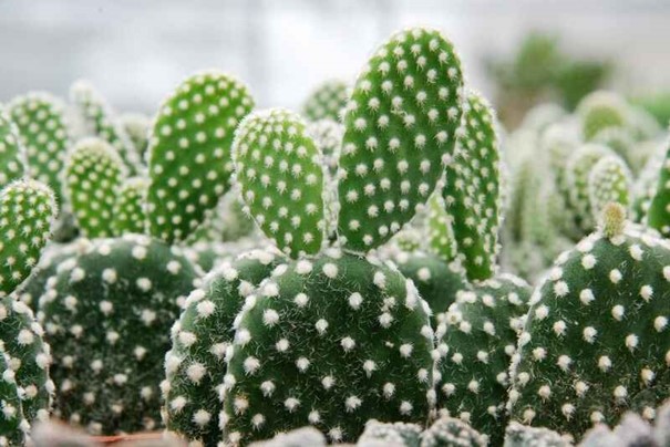 Opuntia microdasys (Tavşan Kulağı Kaktüsü)