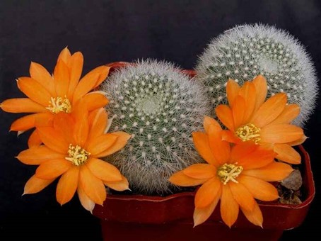 Rebutia