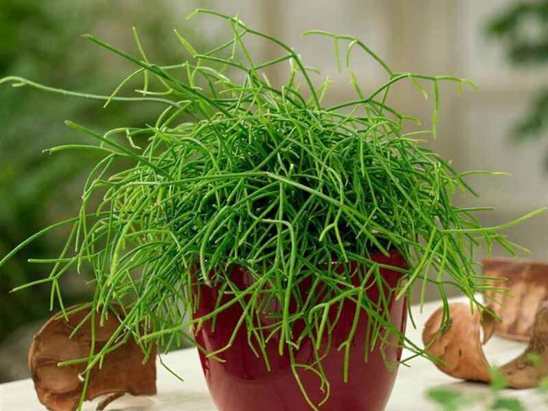 Rhipsalis baccifera (Mistletoe Kaktüsü)