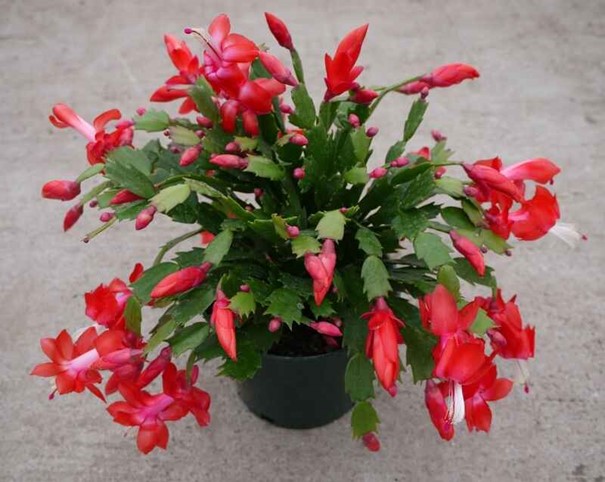 Schlumbergera (Yılbaşı Kaktüsü