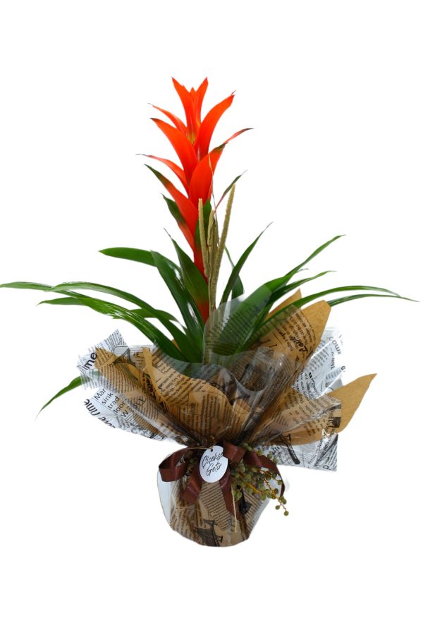 1033=Guzmania Gift (Guzmanya