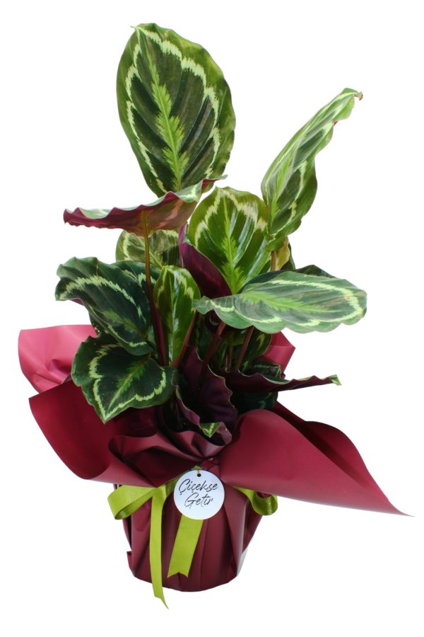 1108=Calathea Makoyana (Dua Çiçeği) büyük boy