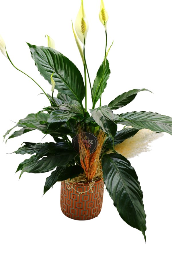 1213=Spathiphyllum Gift (Barış Çiçeği)