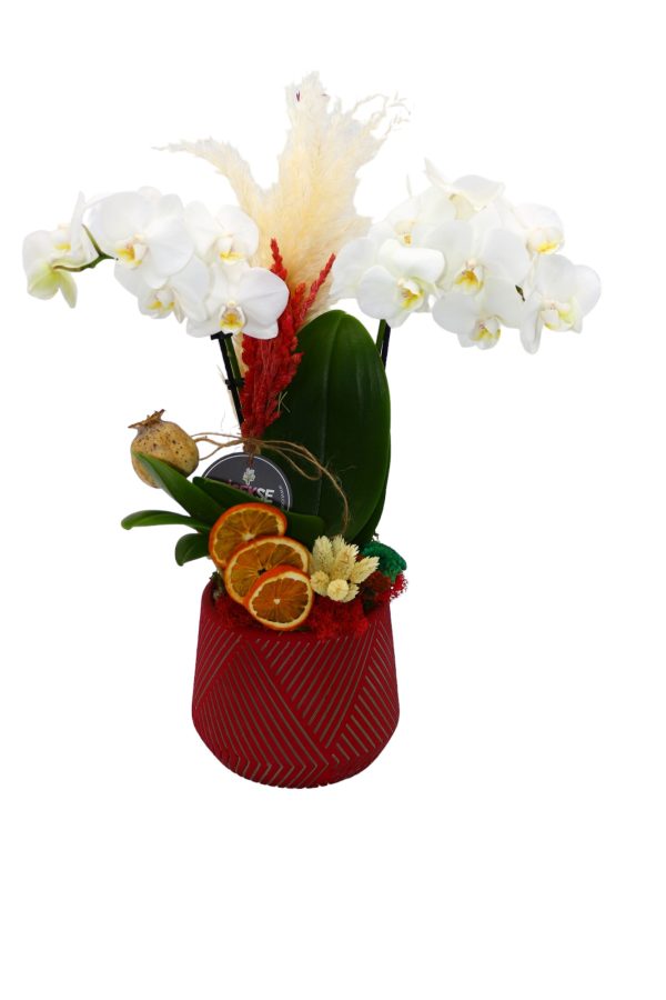 1312=Phalaenopsis White (Beyaz Midi 2'li Orkide) - Image 2