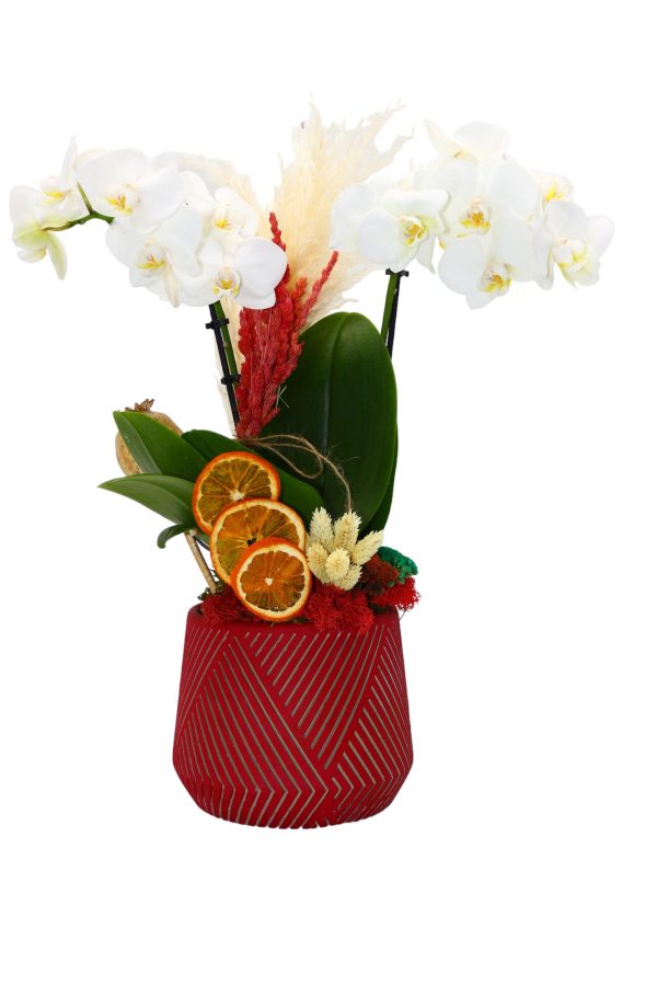 1312=Phalaenopsis White (Beyaz Midi 2'li Orkide)