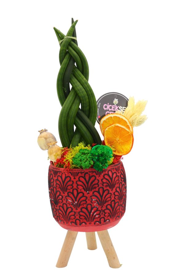 1313=Sansevieria (Örgülü Paşa Kılıcı) - Image 2