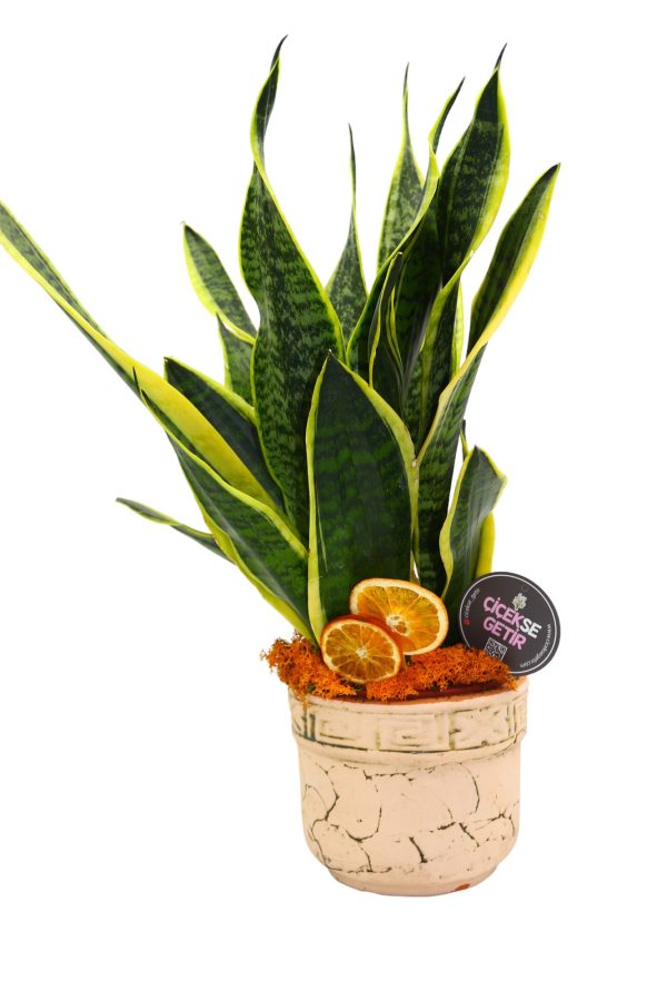 1163=Sansevieria Black Gold (Paşa Kılıcı)