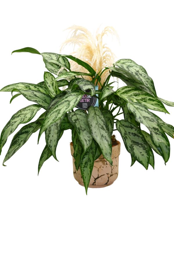 1315=Aglaonema Silver Queen (Çin Herdemyeşili) Bitkisi