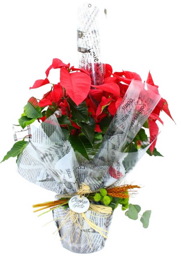 1096=Atatürk Çiçeği (Poinsettia - Image 3