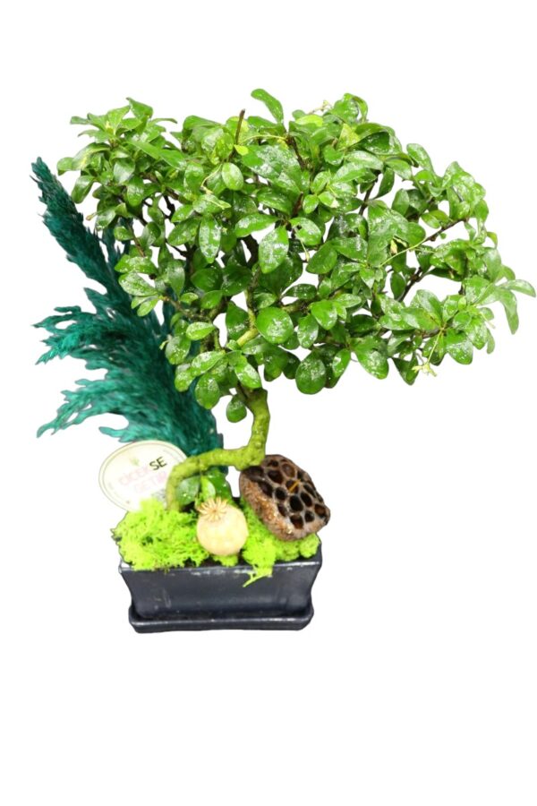 1140=Zelkova Bonsai Bitkisi - Image 2