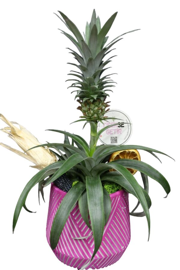 1300=Pineapple Plant Gift (Ananas Bitkisi)