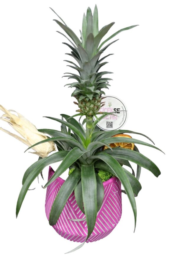 1300=Pineapple Plant Gift (Ananas Bitkisi) - Image 2