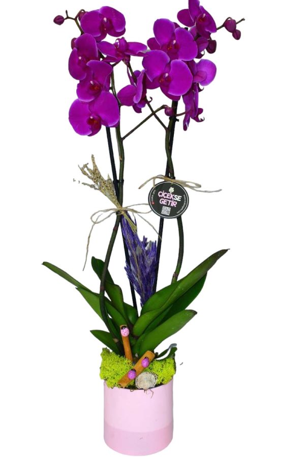 2023_purple orchid Mor orkide