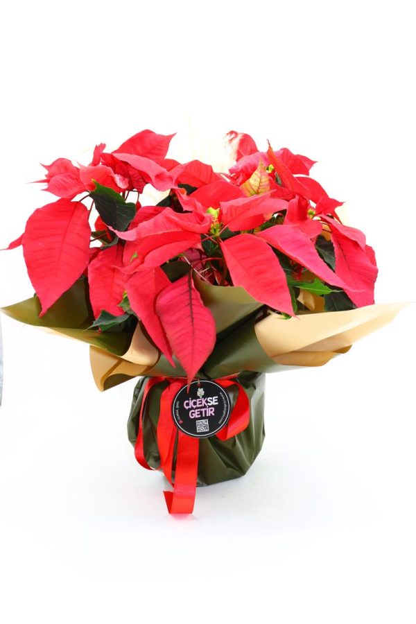 1006=Poinsettia Gift (Atatürk Çiçeği)