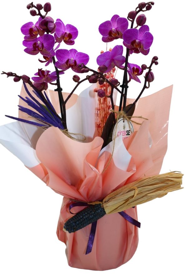 1339=Soft Purple Orchid Gift (Orkide) - Image 2