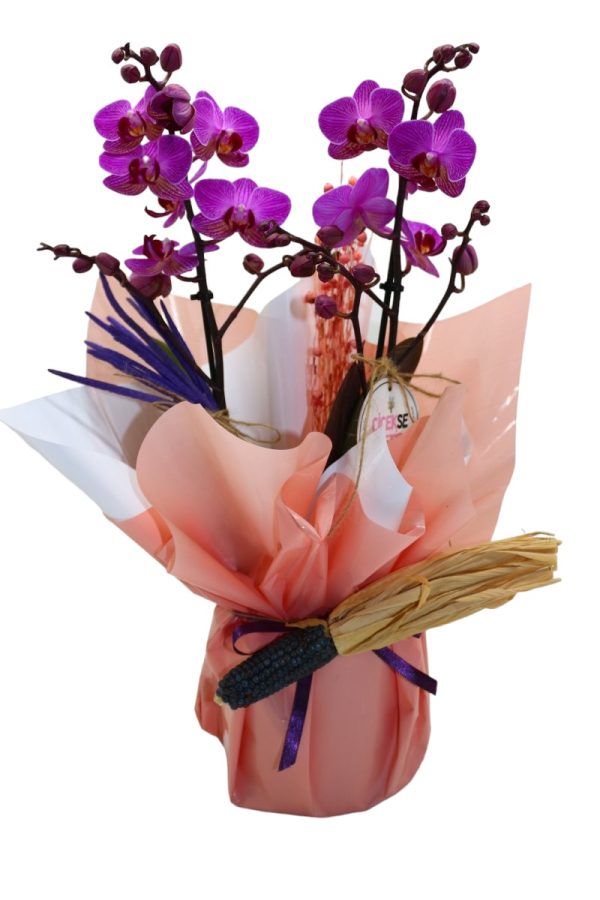 1339=Soft Purple Orchid Gift (Orkide)