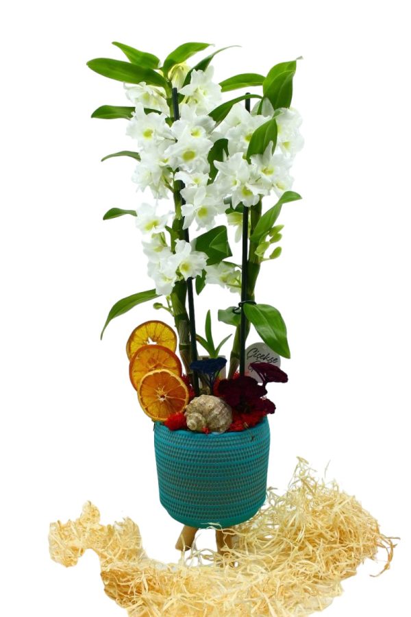 2004=Dendrobium  (Kokulu Orkide)