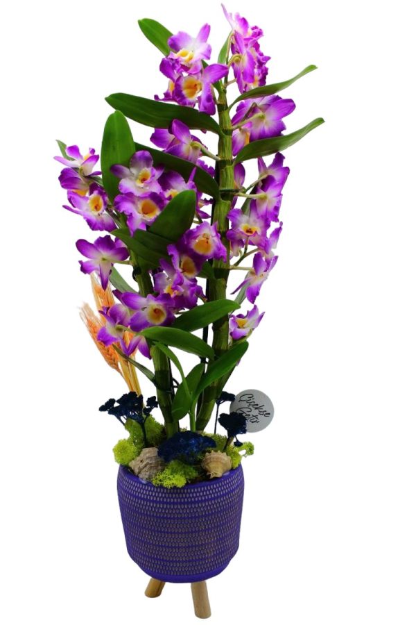 2005=Dendrobium   (Kokulu Mor Orkide)