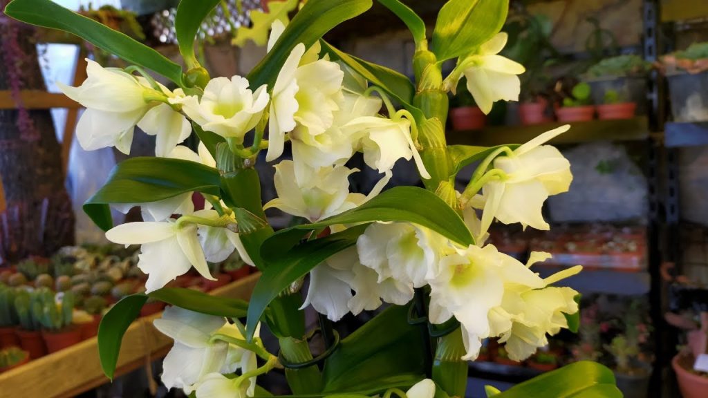 Dendrobium Orkide Bakımı Nasıl Olmalı?