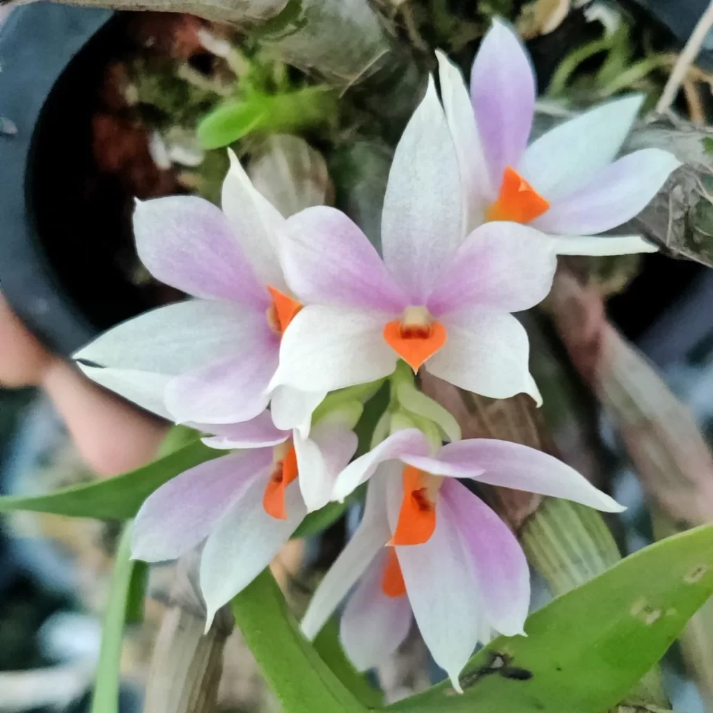 Dendrobium Orkide Bakımında Sık Yapılan Hatalar ve Çözümleri