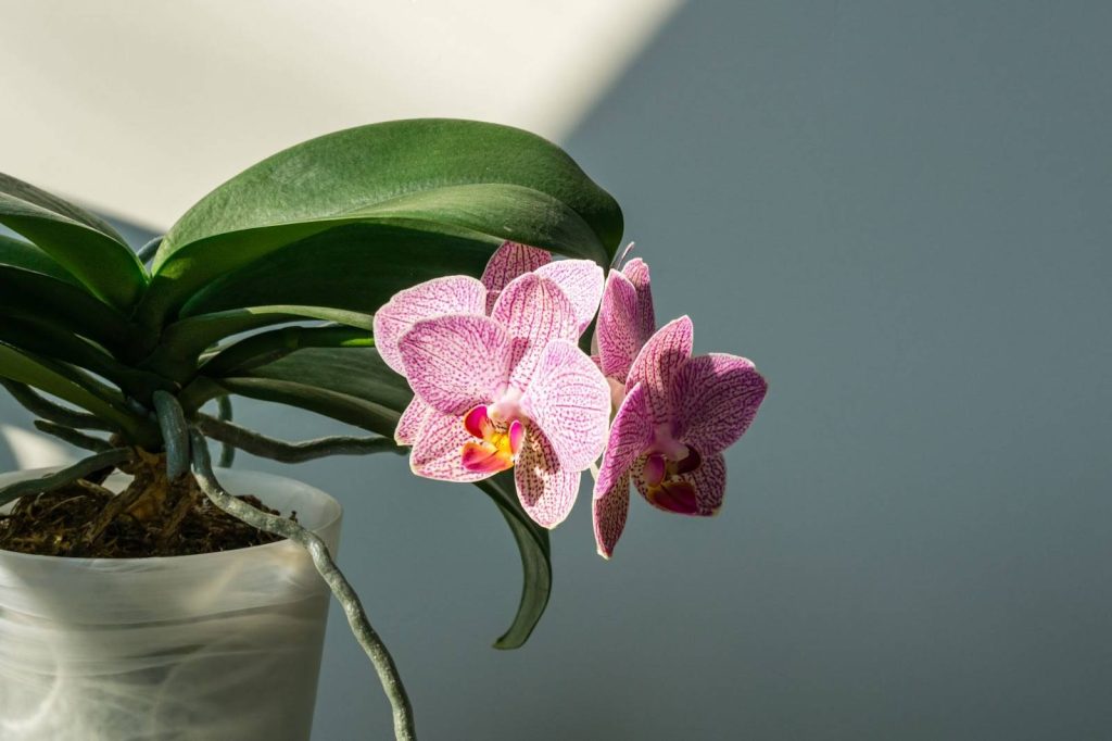 En İyi Dendrobium Orkide Gübreleme Teknikleri