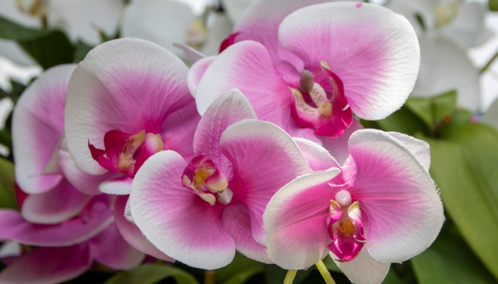 Phalaenopsis Orkideler: Egzotik Aromalar