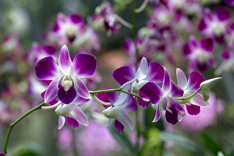 Sıcaklık ve Nem: Dendrobium Orkideleri İçin En İyi Koşullar