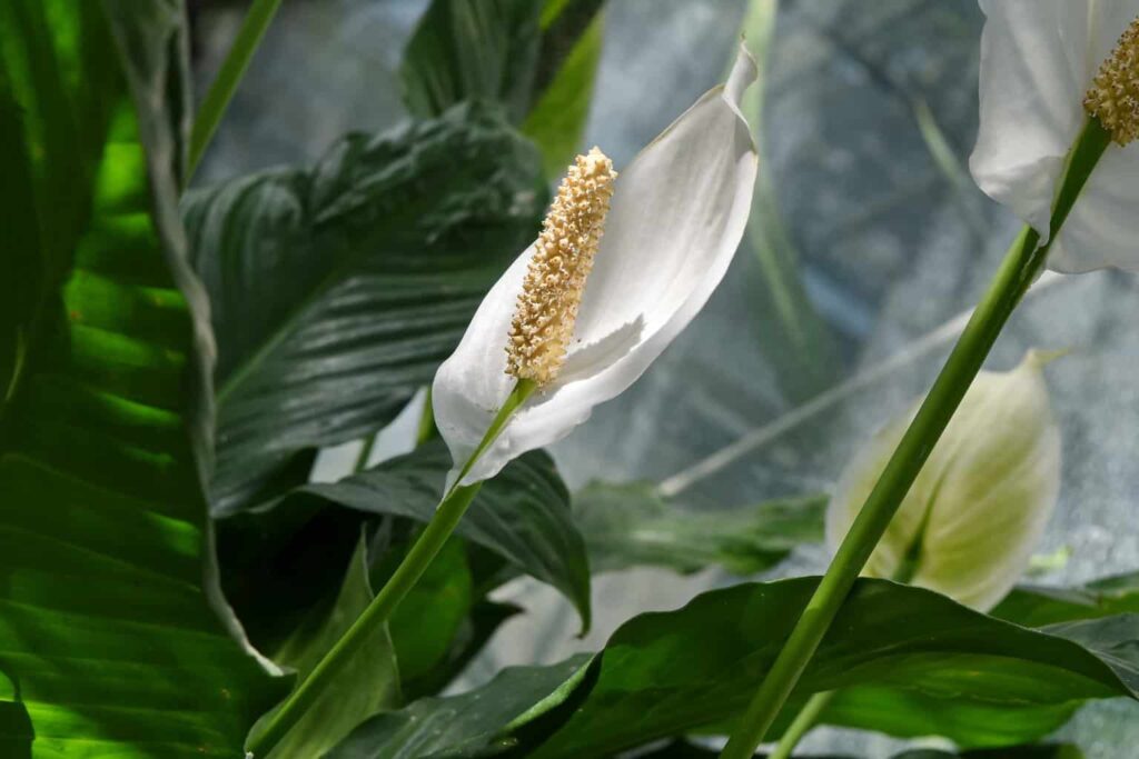 Budama ve Yaprak Bakımı: Sağlıklı Bir Spathiphyllum İçin İpuçları