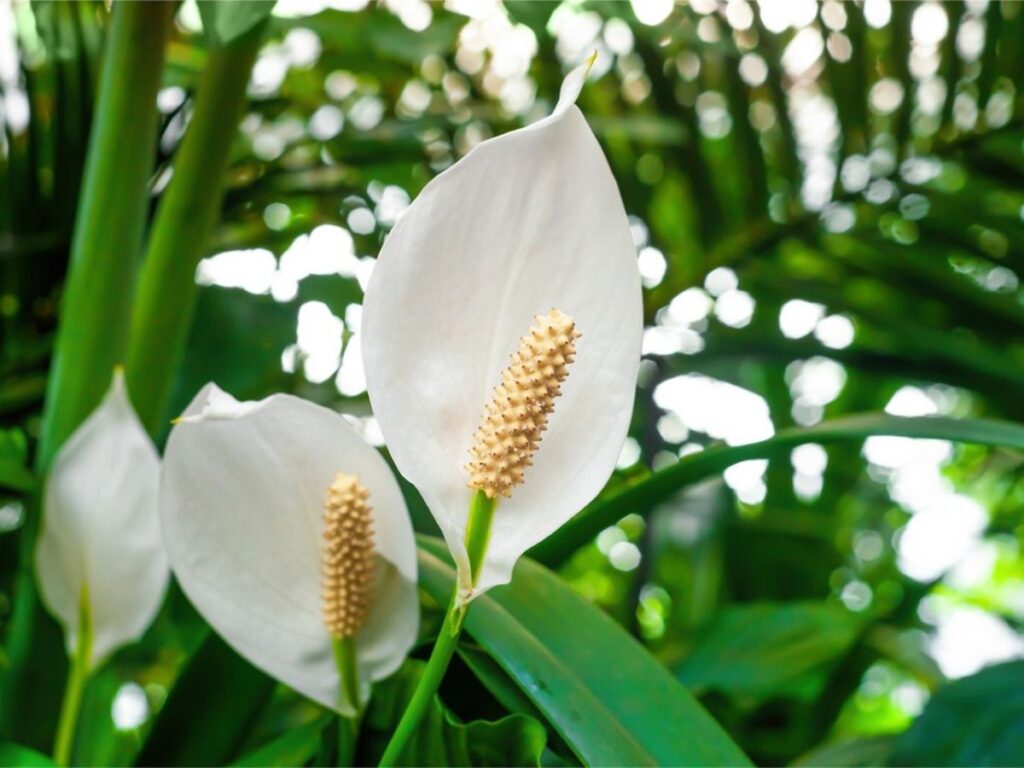 Çiçeklenme Dönemi: Spathiphyllum Çiçek Açma İpuçları