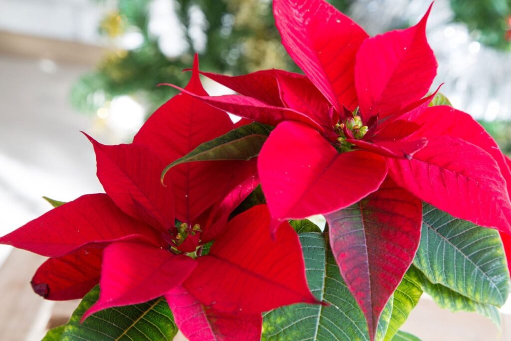 Doğru Su Verme Teknikleri: Poinsettia Sulama Rehberi