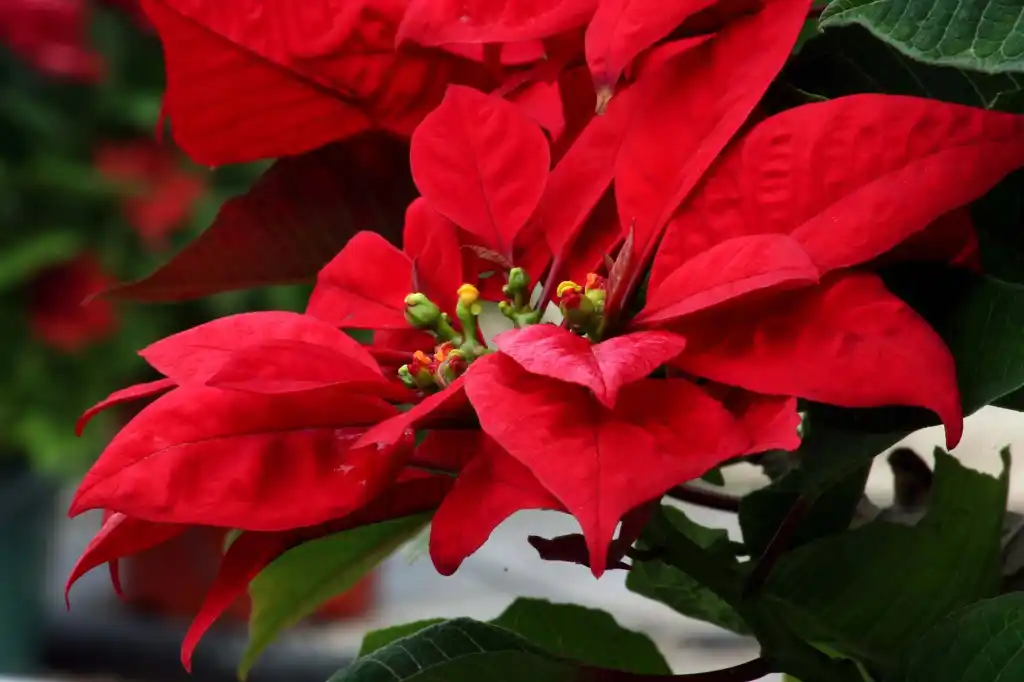 Poinsettia Budama Yöntemleri: Sağlıklı Büyüme için İpuçları