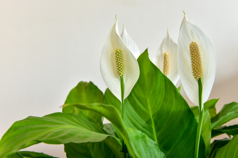 Spathiphyllum Bakımı Nasıl Olmalı?