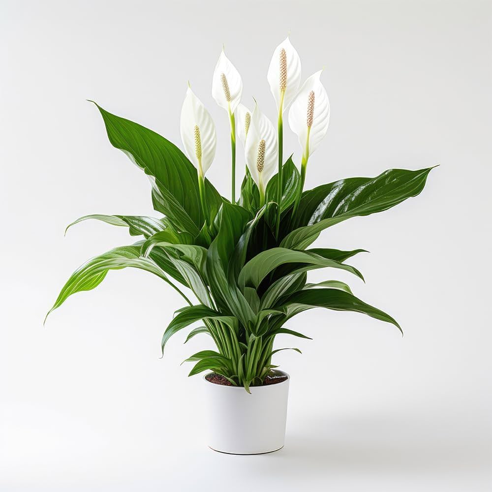 Spathiphyllum'un Genel Bakımı: Temel İhtiyaçlar