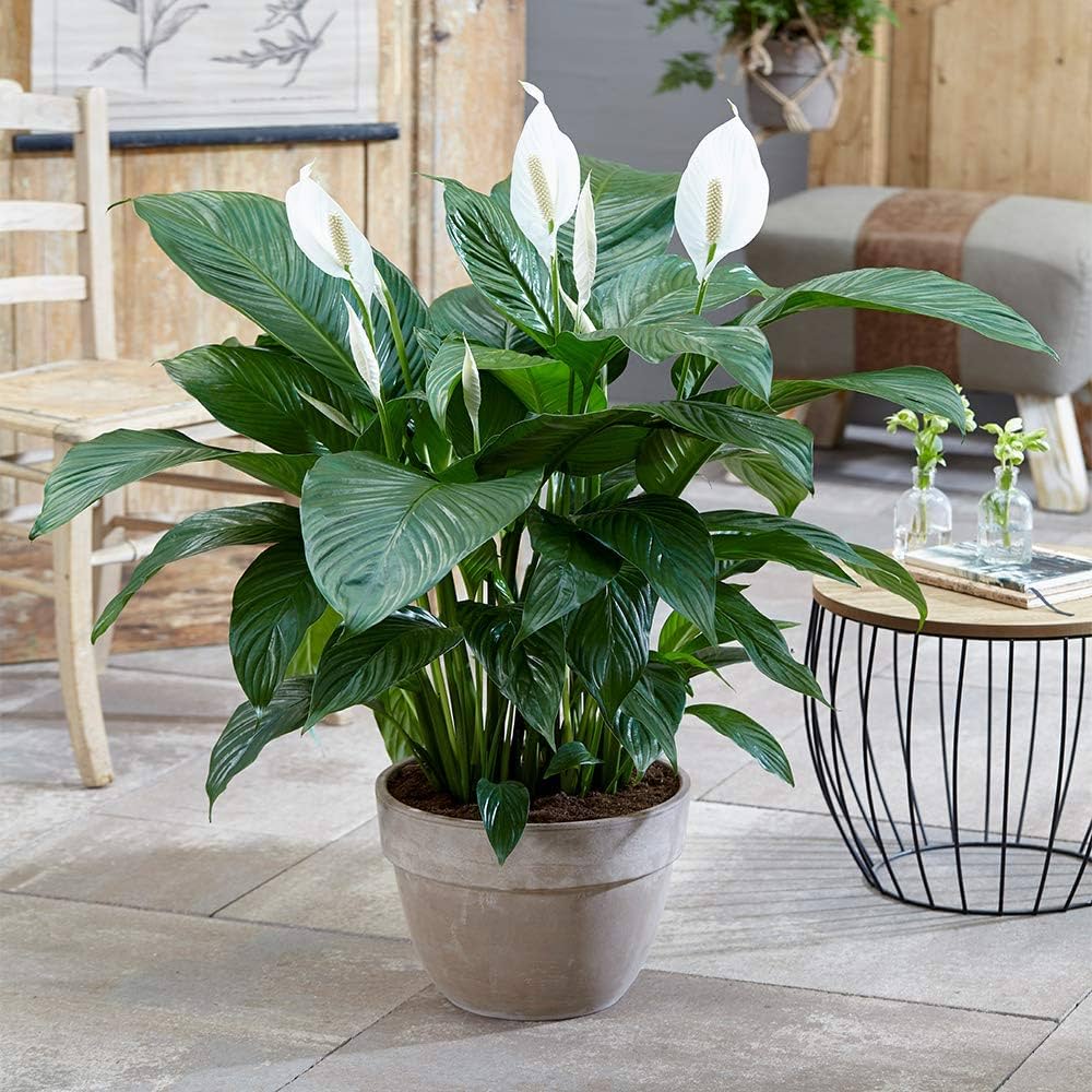 Su Verme Sıklığı: Spathiphyllum Sulama Teknikleri