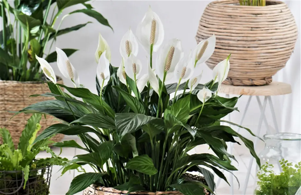 Toprak Seçimi: Spathiphyllum İçin En Uygun Karışımlar