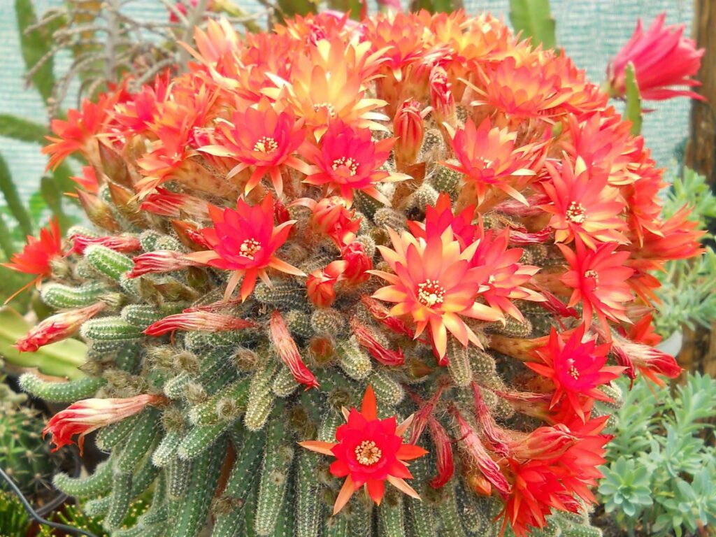 Echinopsis Chamaecereus: Fıstık Kaktüsü ve Bakım Kolaylığı