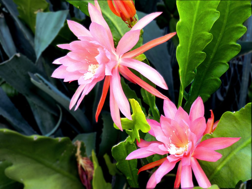 Epiphyllum: Orkide Kaktüsünün Bakımı ve Çiçeklenmesi