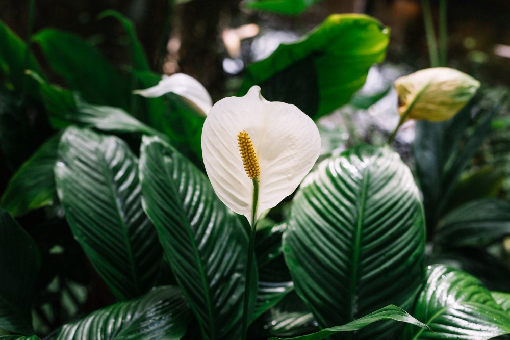 Spathiphyllum Floribundum: Bol Çiçekli Dua Çiçeği Tanımı