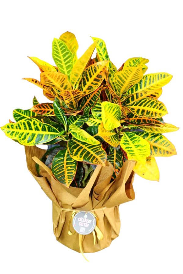 2049=Croton Petra (Kraton Bitkisi) 60-70cm