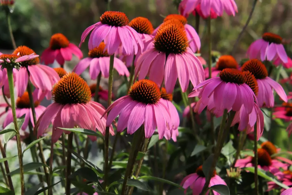 Echinacea: Pembe ve Mor Tonlarıyla Papatyayı Andıran