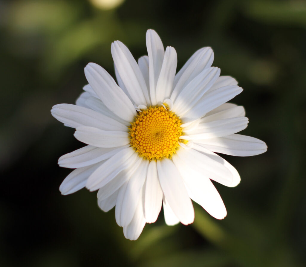 Leucanthemum: Papatya Ailesinin Büyük Üyesi