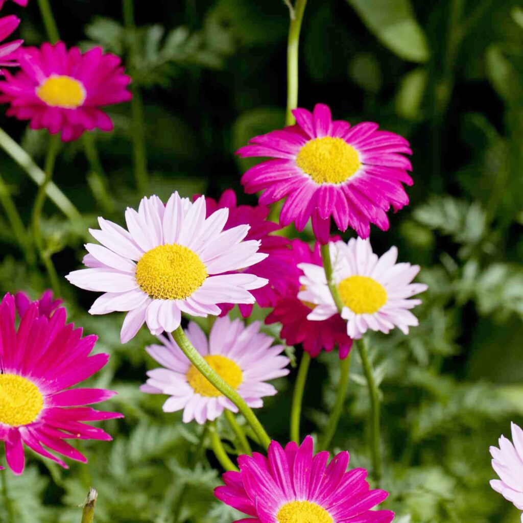 Pyrethrum Daisy: Organik Bahçelerin Favorisi