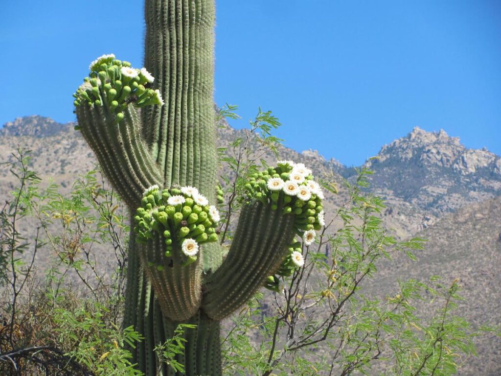 Saguaro Kaktüsü: Çölün Devi