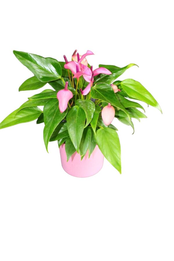 2060=Anthurium Gift (Lila/Pembe Antoryum) - Image 2